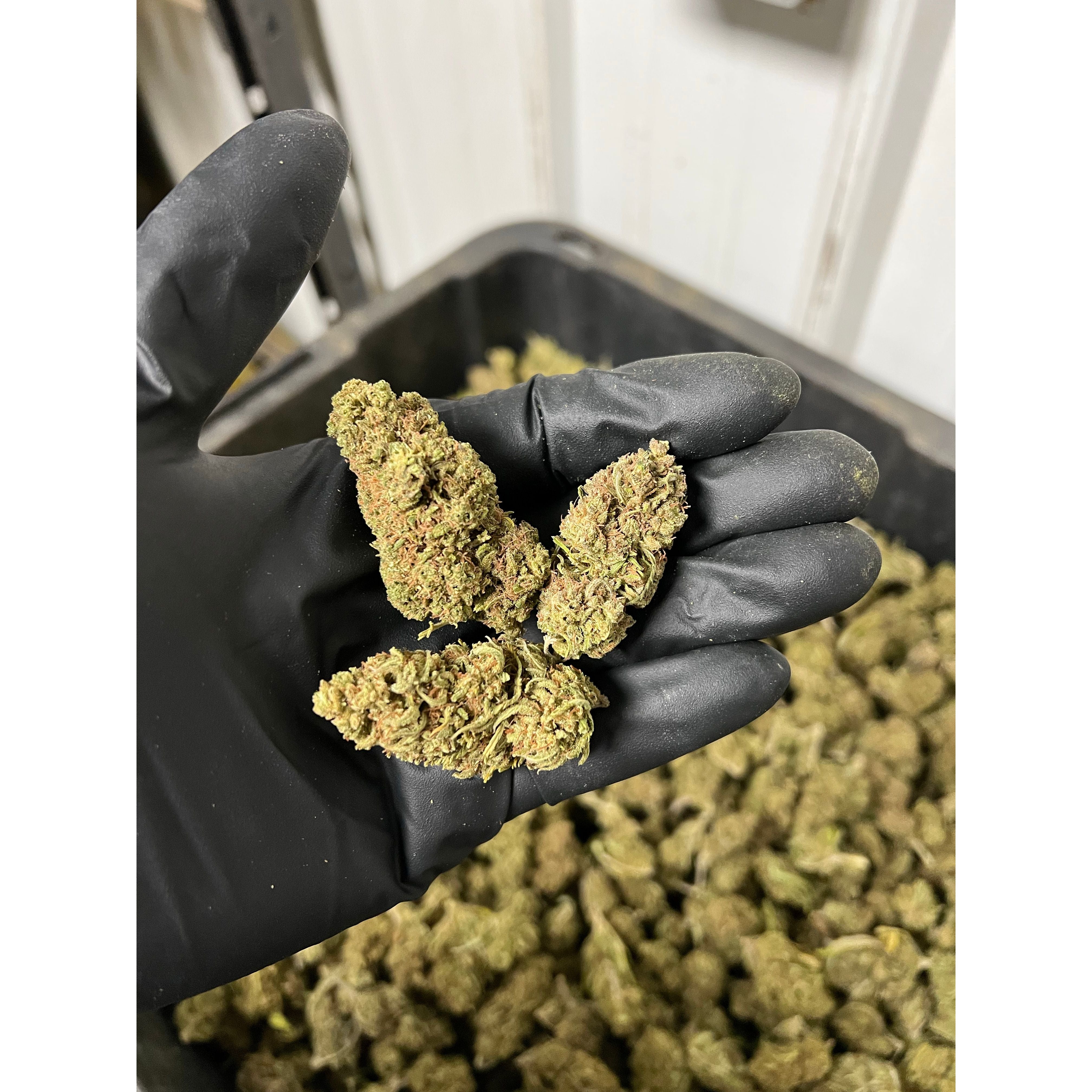 Creamsicle Hemp Flower